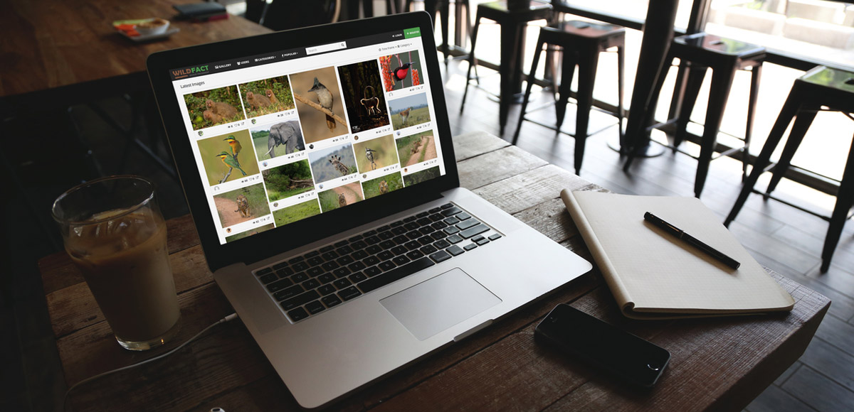 Photography Community Website with custom Admin panel | Dezmi Design
